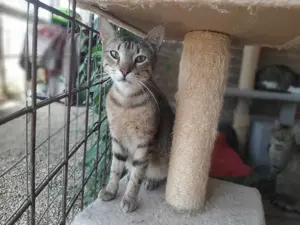 Sakis, charmanter Kater, ca. 1 Jahr