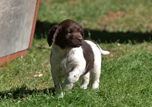 Kleiner Münsterländer Welpen