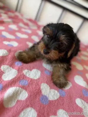 Yorkshire terrier Welpen