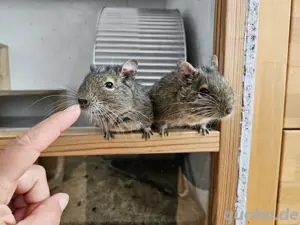 Köln - 2 Degus (m) suchen großes neues zu Hause