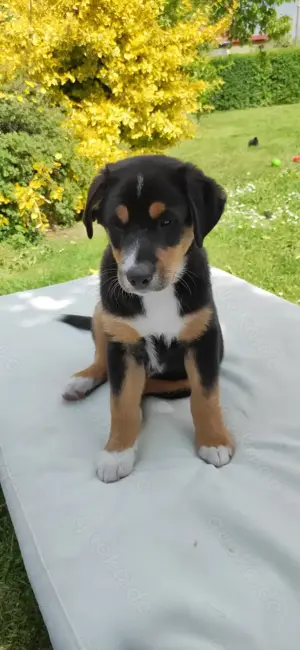 Aussiedor  Welpen Australien Shepard Labrador  Mix 3 Generation 