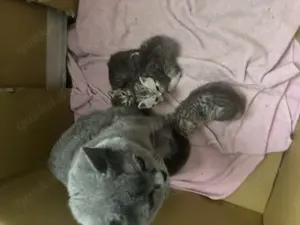 Bkh kitten tabby Point  liebe volle Hände 