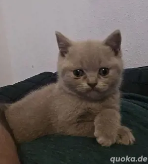 Süße BKH Babykatzen suchen ein neues Zuhause