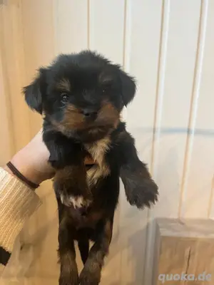 Biewer  Yorkshire Terrier Welpe