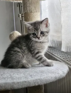 Zwei von dreien BKH und BLH