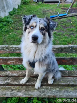 Liebevoller Aussi- Mix sucht seine Familie 