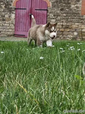 siberian Husky Welpen
