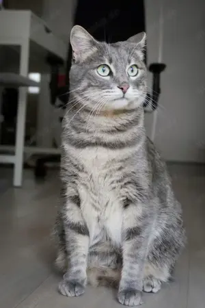 Samir, sanfter Schmusekater, ca. 4 Jahre *in 85055 Ingolstadt*