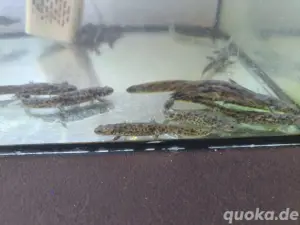 spanische rippenmolch Babys 