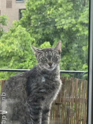 Kleine Nala