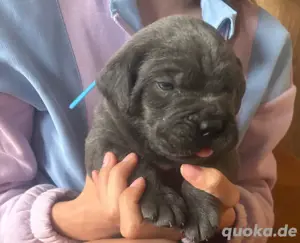 Cane  Corso Welpen 