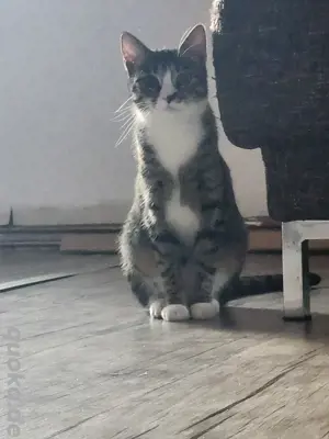 katze abzugeben 