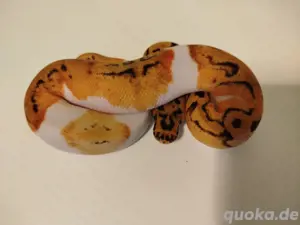 1.1 Pastel Clown Pied 