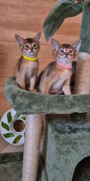 Abessinier Kitten mit Stammbaum