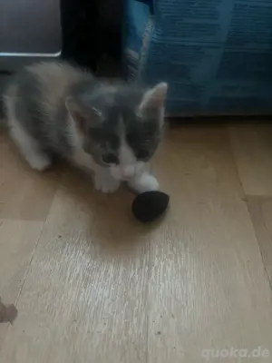 katzen suchen neue zuhause  Bild 2