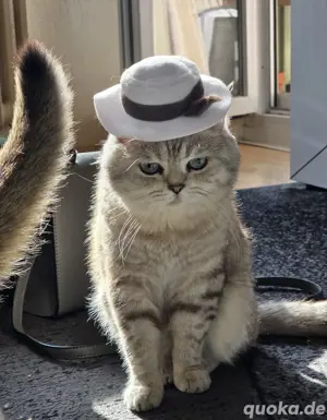 bkh Kater mit blaue Augen