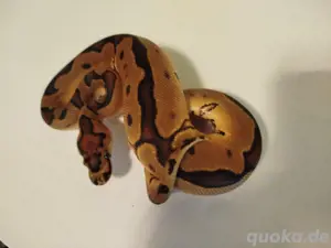 0.1 Enchi Clown het Pied 