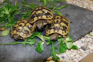 Griechische Landschildkröten Babys NZ 2024 Bild 6