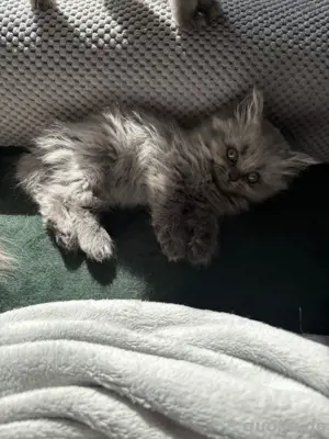 Kitten Bluepoint blue