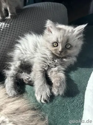 Kitten BKH Bluepoint Blue