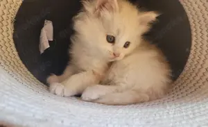 Maine Coon Mädel Zero sucht ihren Kuschelplatz auf Lebenszeit