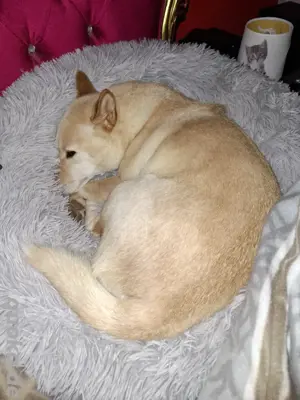 Deckrüde für Asura nicht zu verkaufen Bild 4