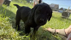 Labrador- Königspudel Welpen
