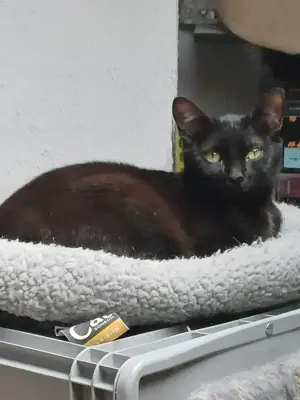 Liebe Kala sucht ihr Kuschelkörbchen