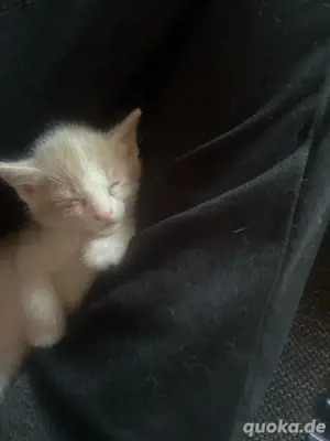 katzen suchen neue zuhause  Bild 3