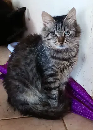 Schmusiges Tigerchen Adora sucht passendes Zuhause