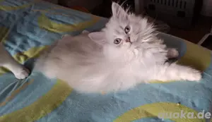 Ein BLH Männchen sucht sofort ein neues Zuhause .