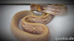 Strahlennatter T+Albino 