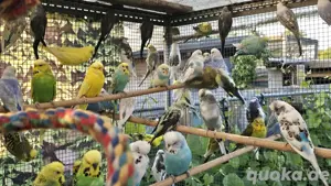 Nestjunge und Zuchtreife Wellensittiche 