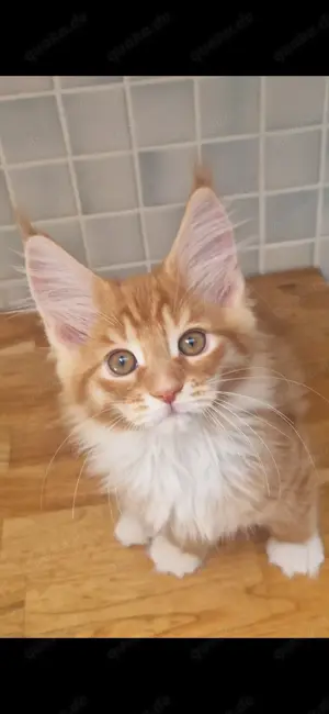 Maine Coon XXL Kitten roter Kater von Züchter mit Stambaum