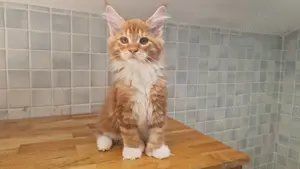 Maine Coon Kitten von Züchter mit Papieren