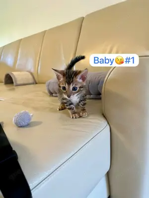 Wunderschöne Bengalkitten