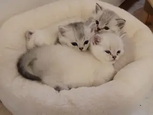 Süße reinrassige Britisch Kurzhaar Kitten - BKH Point Kätzchen