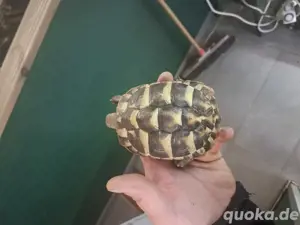 Schildkröten  Bild 9
