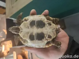 Schildkröten  Bild 7