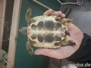 Schildkröten  Bild 10