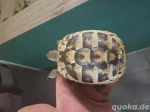 Schildkröten  Bild 8