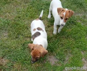 Jack Russell welpen abzugeben