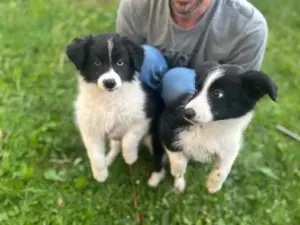 Border Collie Welpen 