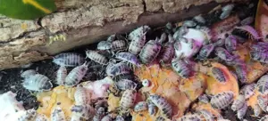 Asseln, Porcellio laevis, Panda, 30 Tiere = 5,00,- 