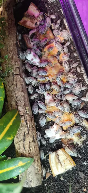 Asseln, Porcellio laevis, Panda Bild 2