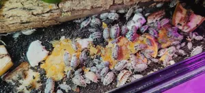 Asseln, Porcellio laevis, Panda Bild 3