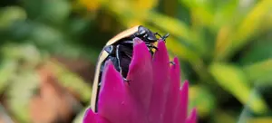 4 x Pachnoda marginata peregrina  Kongo Rosenkäfer" alle zusammen 15 