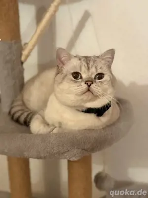 Deckkater- Reinrassiger BKH