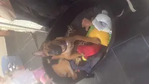 Malinois-Welpe | 5 Monate alt 
