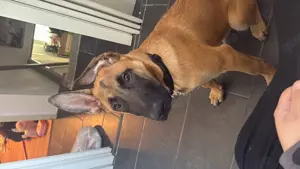 Malinois Rüde 5 Monate alt 23.12.24 